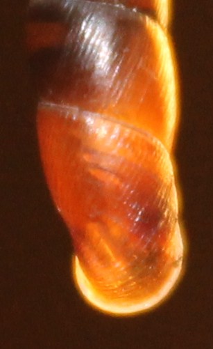 Clausiliidae da identificare